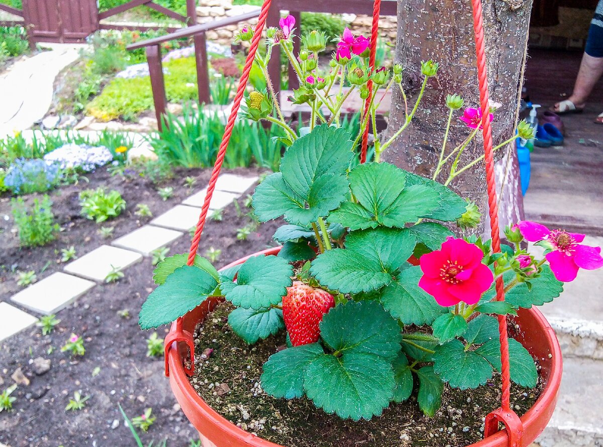 Земляника с розовыми цветочками фото и названия