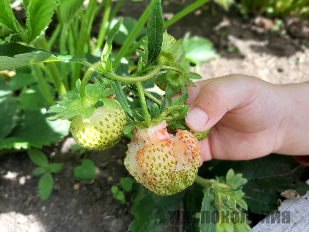 Наши первые потери 