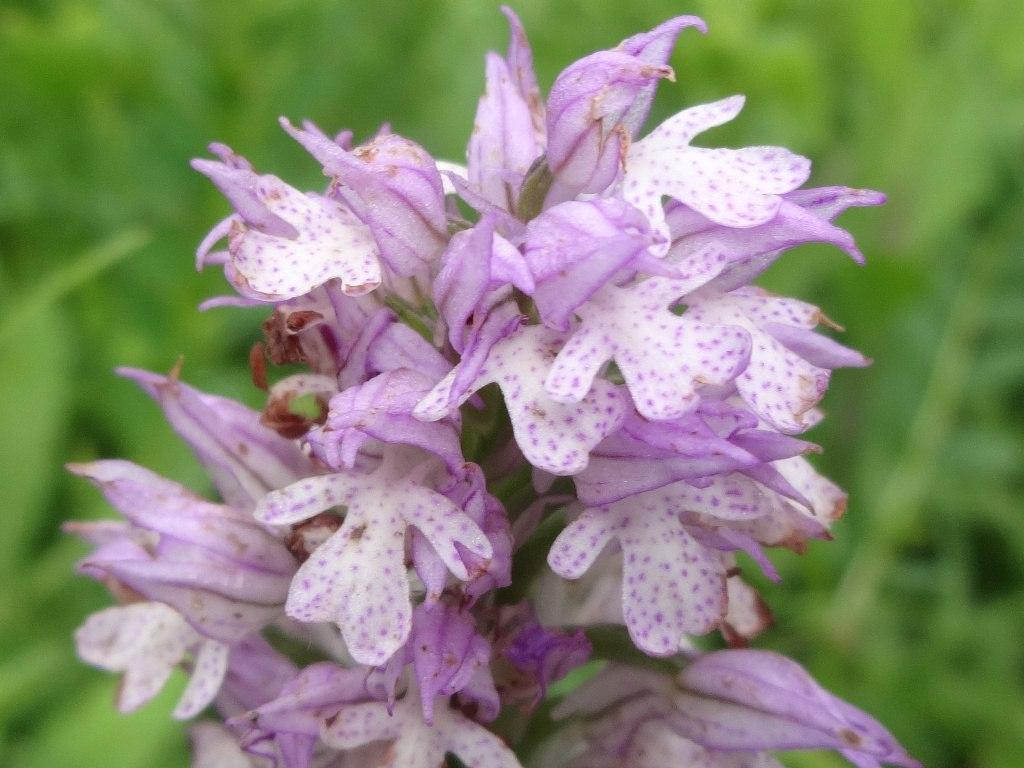 18.05.2017  Открытие экологической тропы Neotinea tridentata (семейство Orchidaceae) Неотинея трёхзубчатая