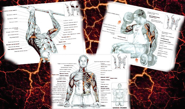 Классический подъём штанги на бицепс. Подтягивания обратным хватом. Подъём гантель с супинацией. Схемы из книги Ф. Дэлавье "Анатомия силовых упражнений"