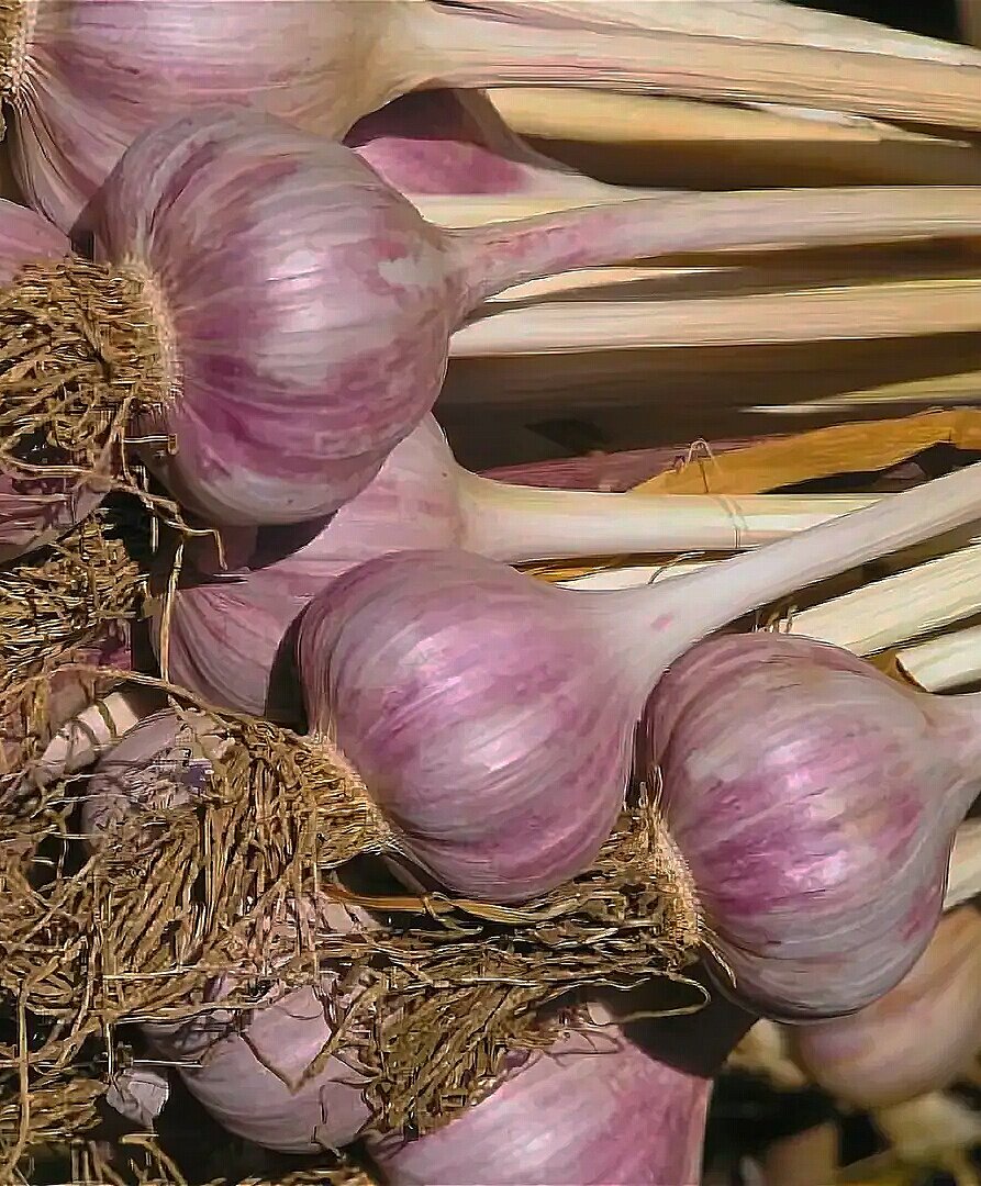 Пора убирать чеснок