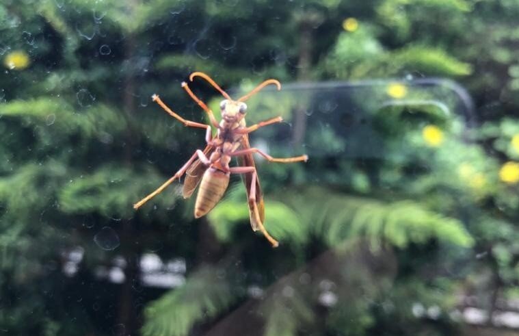 Именем её Осейшества, немедленно откройте окно! 