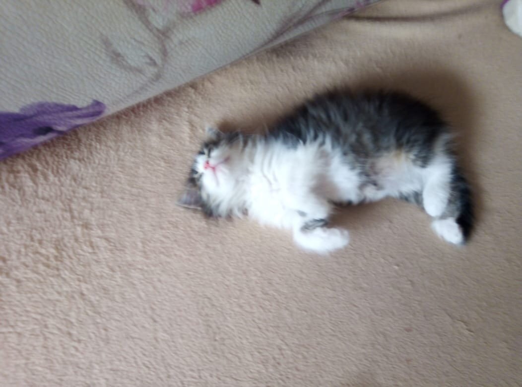 Котенок в семье - это радость