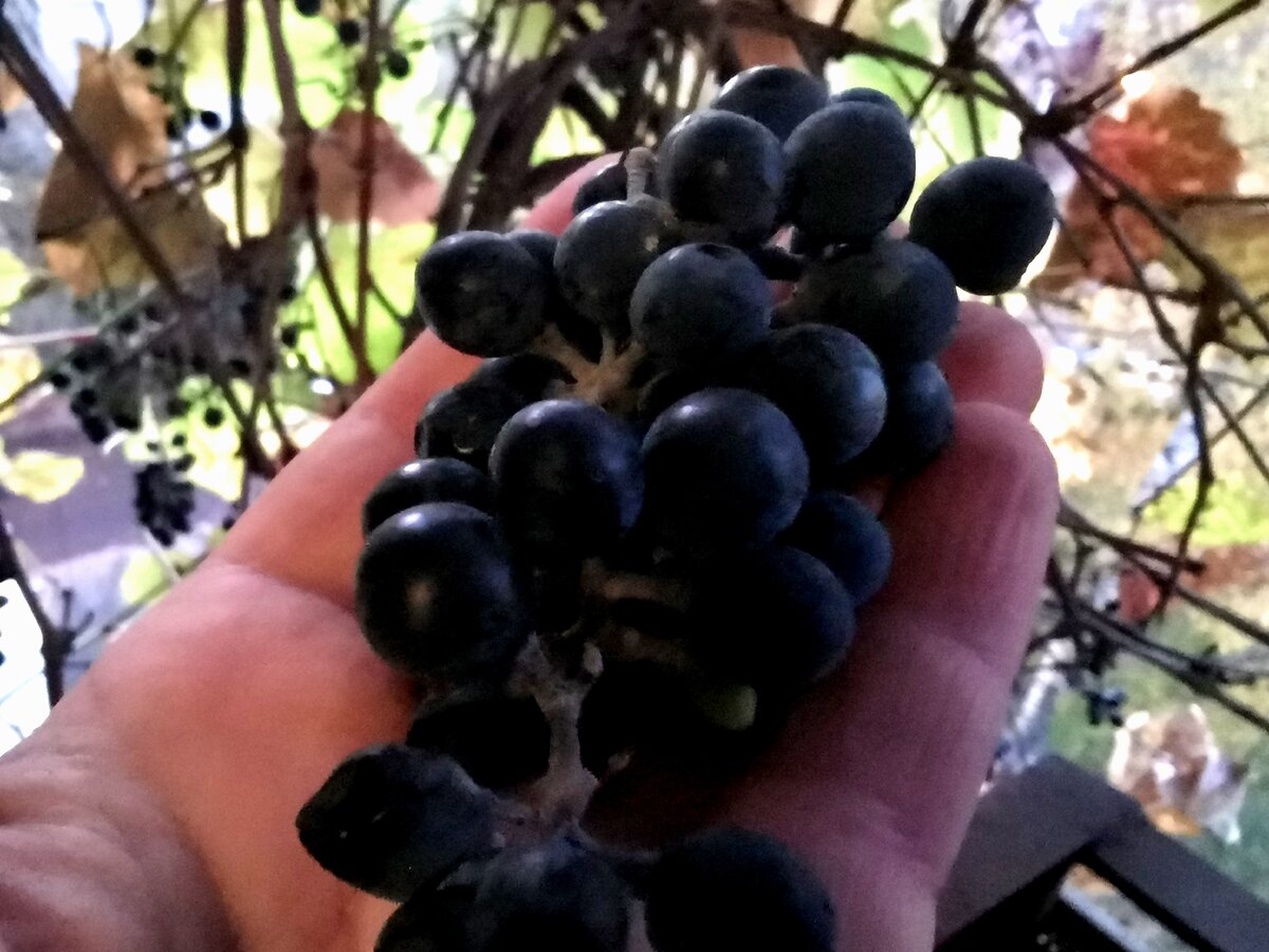 Виноград поспел.