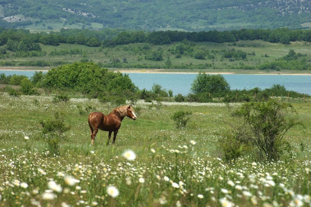 Конные прогулки Байдарская Долина