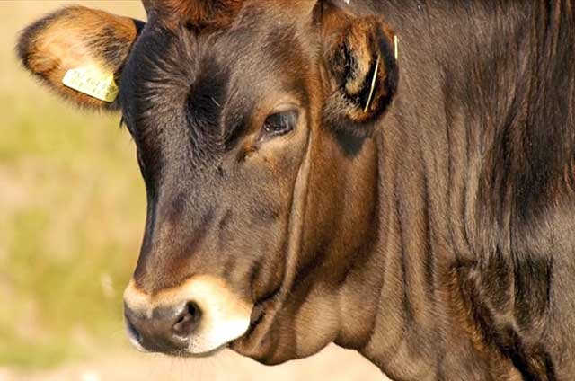 Сегодня естественное осеменение коров в хозяйствах не так популярно, как искусственное. Все дело в рисках, которые связаны с этим процессом. Прежде всего – передаче заразных заболеваний.