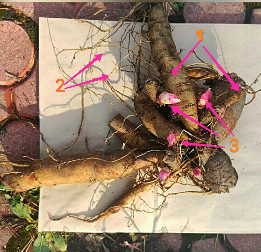 1 - запасающие корни; 2 - придаточные корни; 3 - почки возобновления. Корневище из закупки Олеси Коноваловой