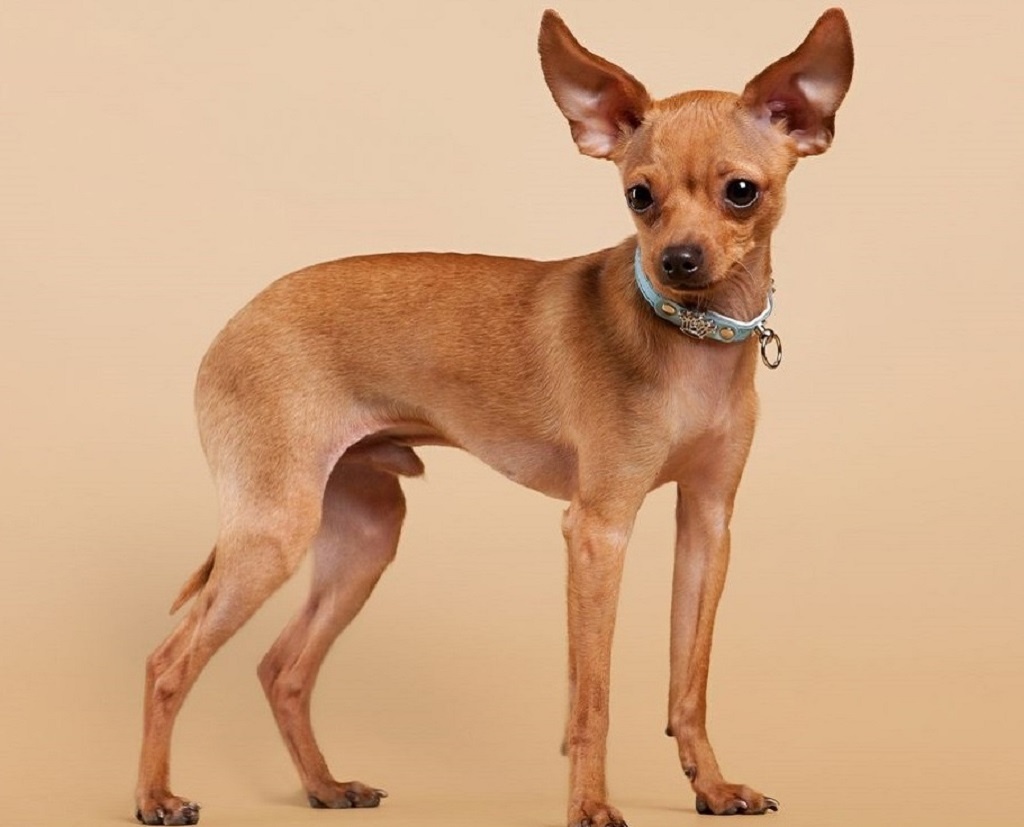 Русский той