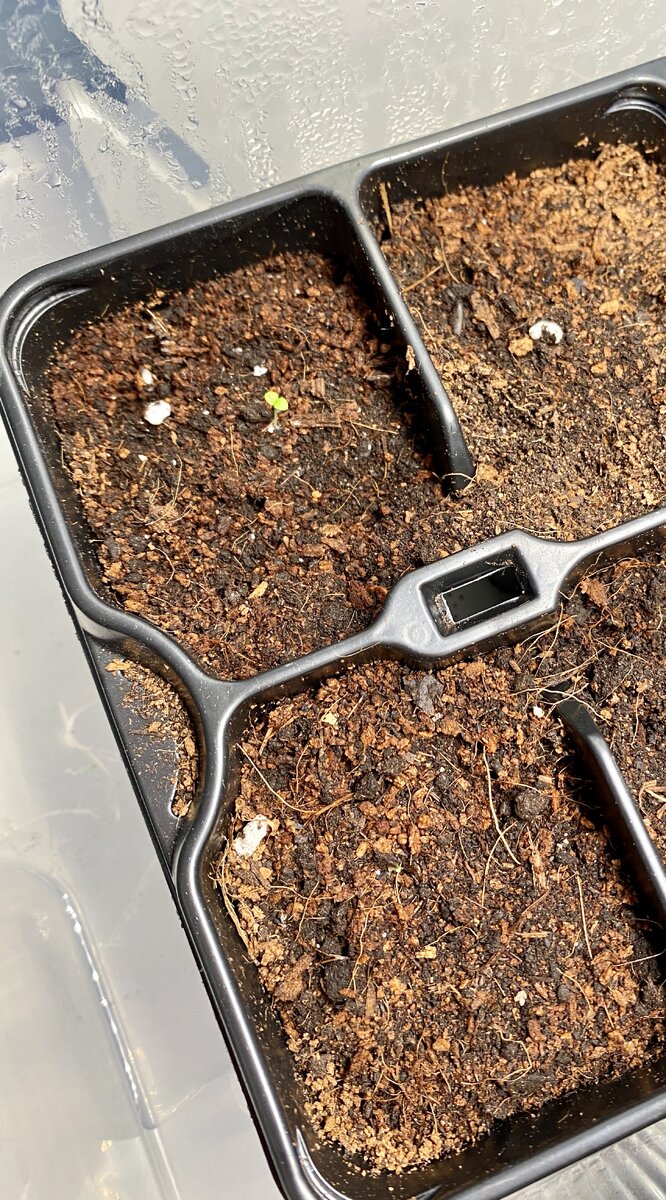 На фото первенец))