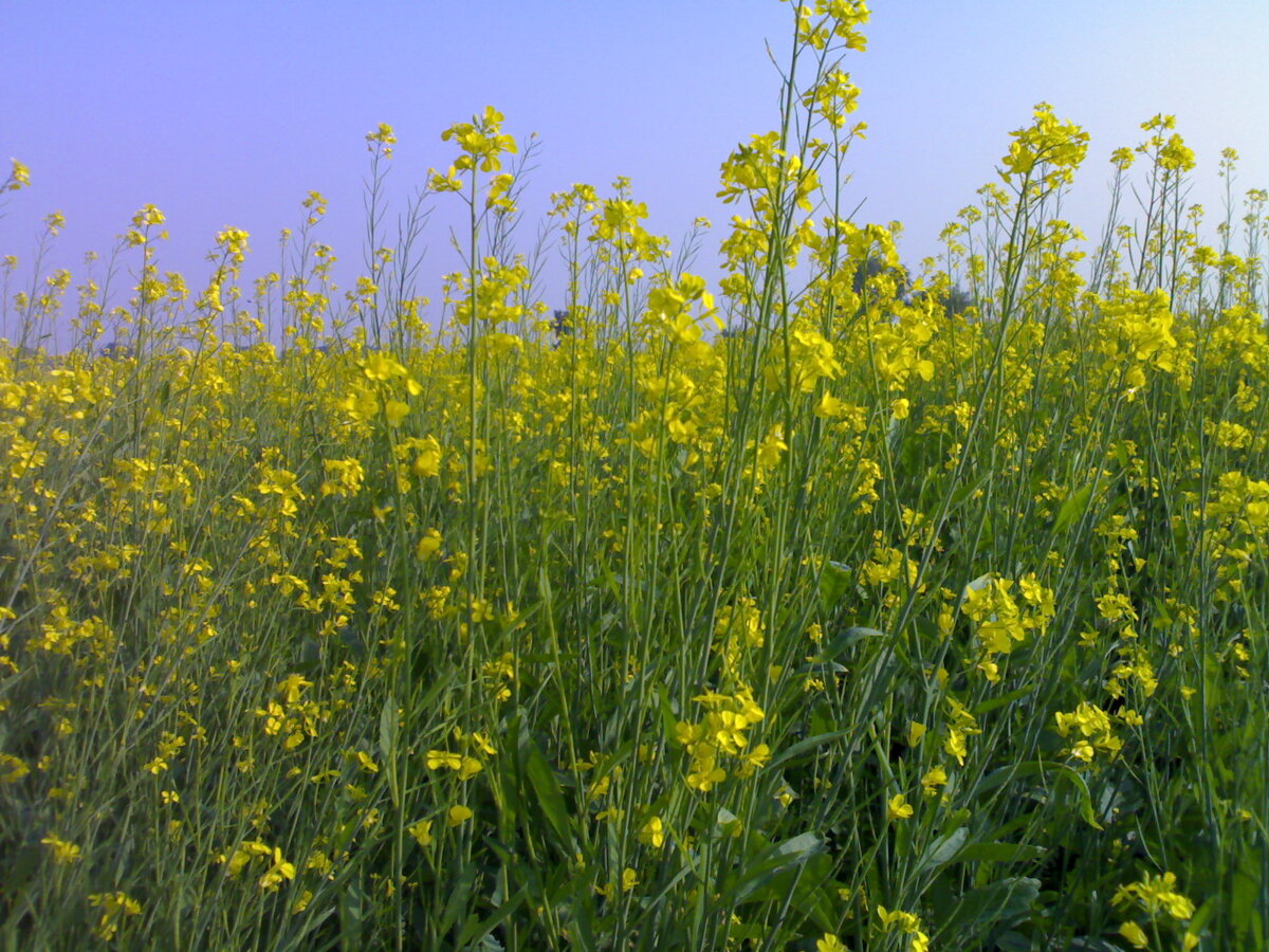 Горчичный сад. Горчица сарептская — Brassica juncea. Горчица сарептская (Brassica juncea l.). Горчица сарептская растение. Горчица сизая сарептская.