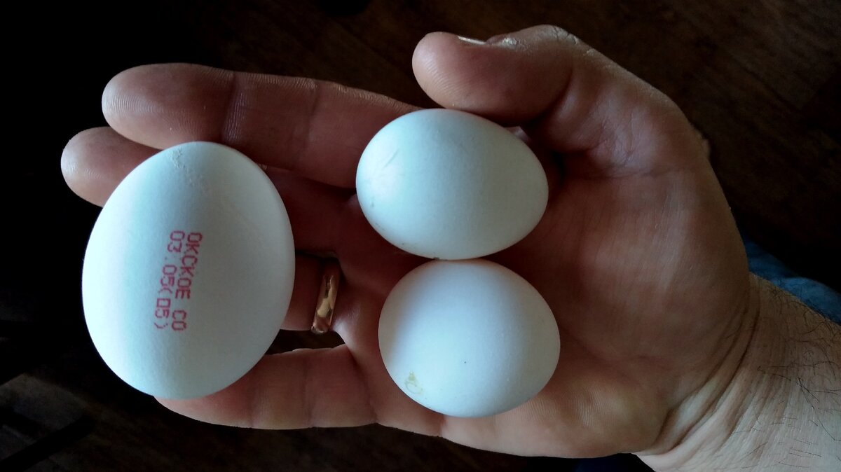 Яйца лучше купить. Какие яйца лучше брать. С2 яйца купить. Какие яйца лучше с0 или. Продажа яиц разрешена.