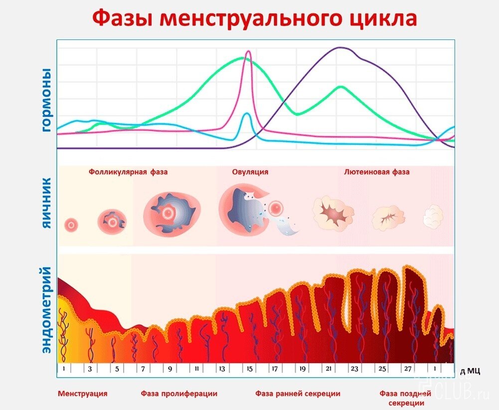 Схема овуляции в картинках