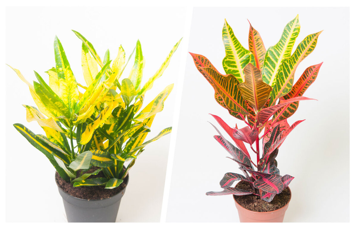 Codiaeum Variegatum Sunny Star, Codiaeum Variegatum Nervia