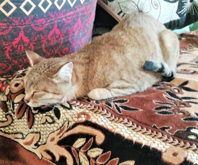 Почему у сиамских кошек сломан хвост. | Истории о домашних любимцах | Дзен