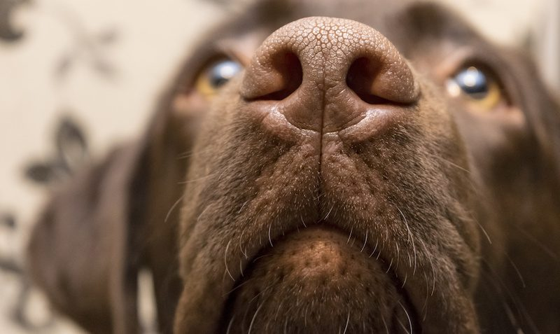 Кто самый хороший мальчик?