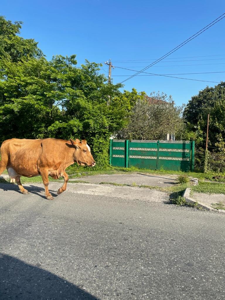 сама грация