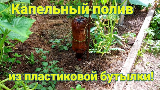 Капельный полив из бутылок — ничего сложного!