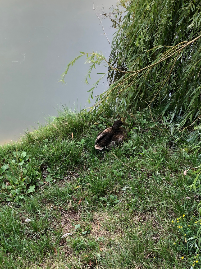 Одинокая уточка на Новодевичьих прудах. Москва. Фото Е.Стоун