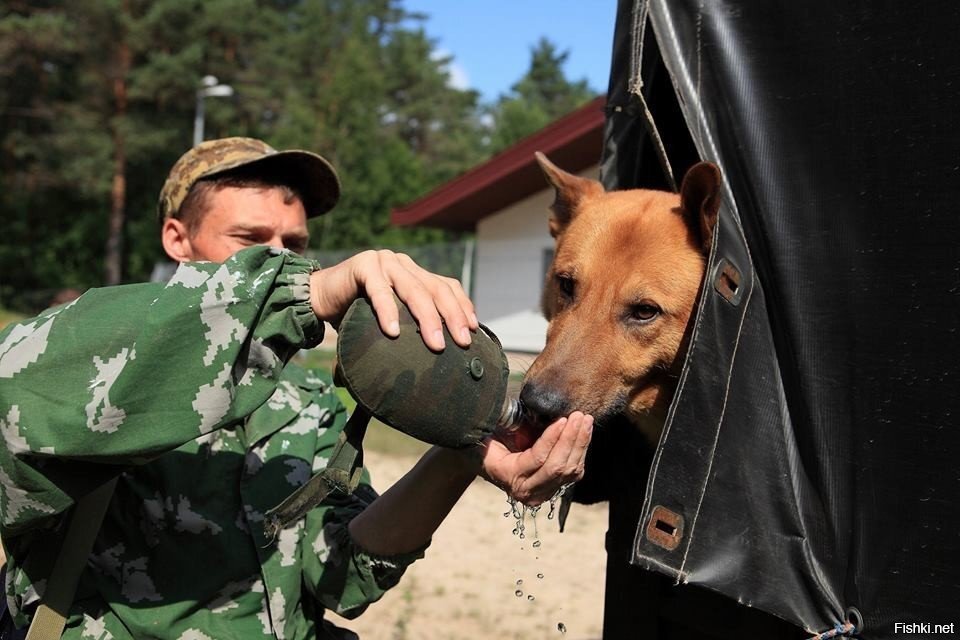 Пограничный пес. Собака на границе. Пограничник с собакой. Пограничный наряд дозор. Пограничник на границе.