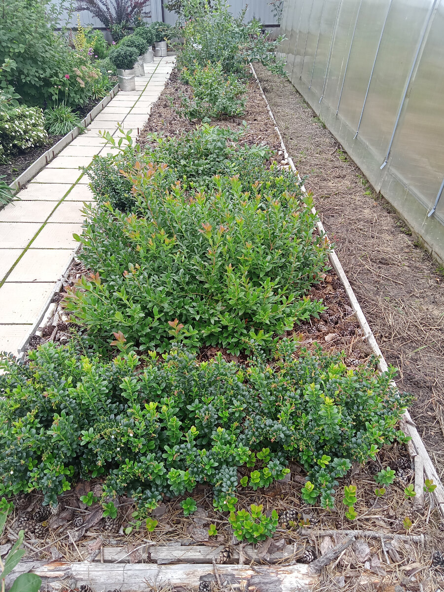 "Лесная грядка" с голубикой и брусникой.