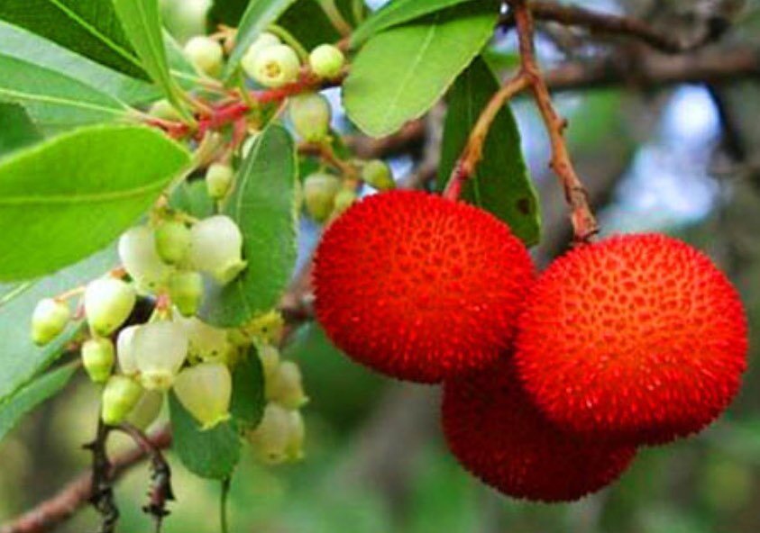 Плоды земляничного дерева