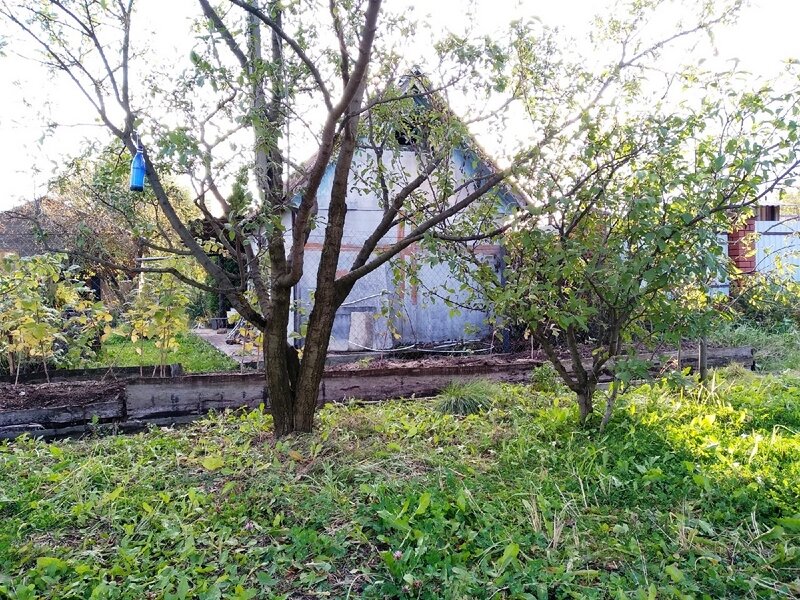 Дерево чернослива. Справа помоложе возрастом