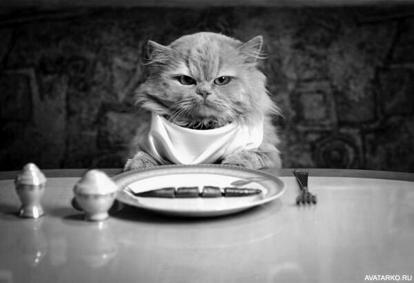 Все фотографии взяты из открытых источников интернета