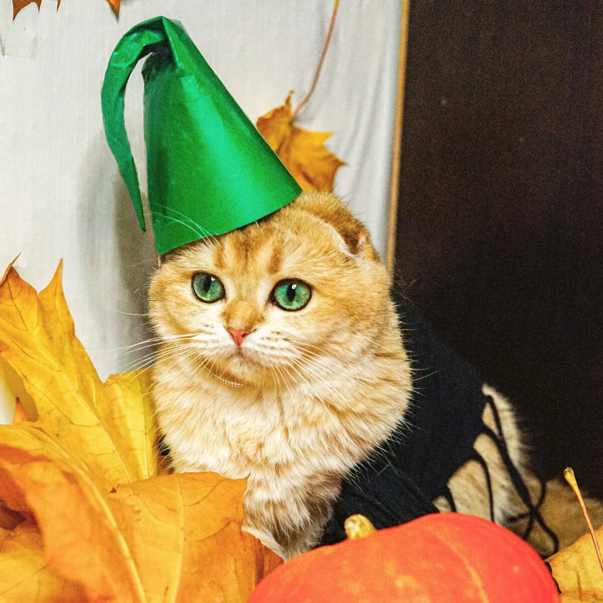 Заметила, что самодельные костюмы намного интереснее по итогу 😺