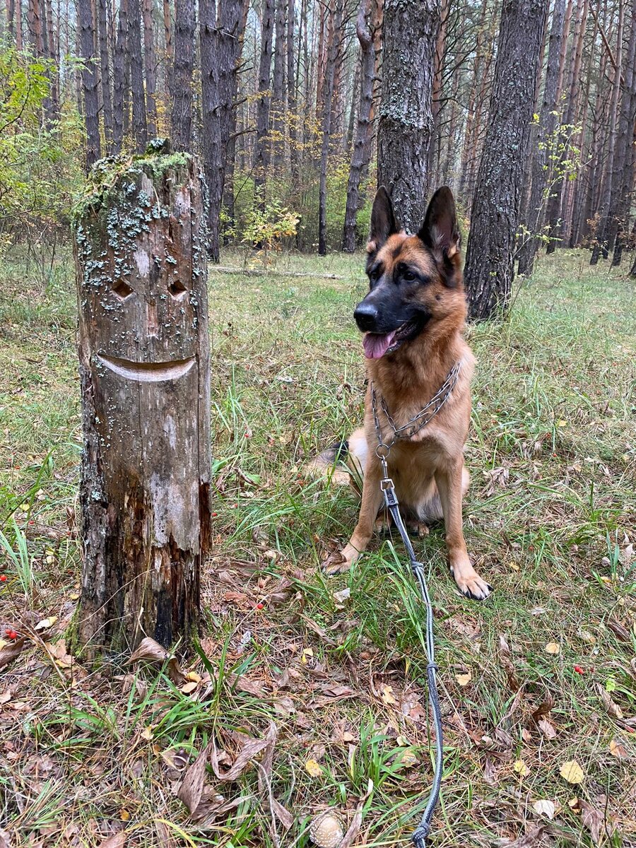 Веселый пенёк и наша Альфушка, без улыбки не взглянешь😃
