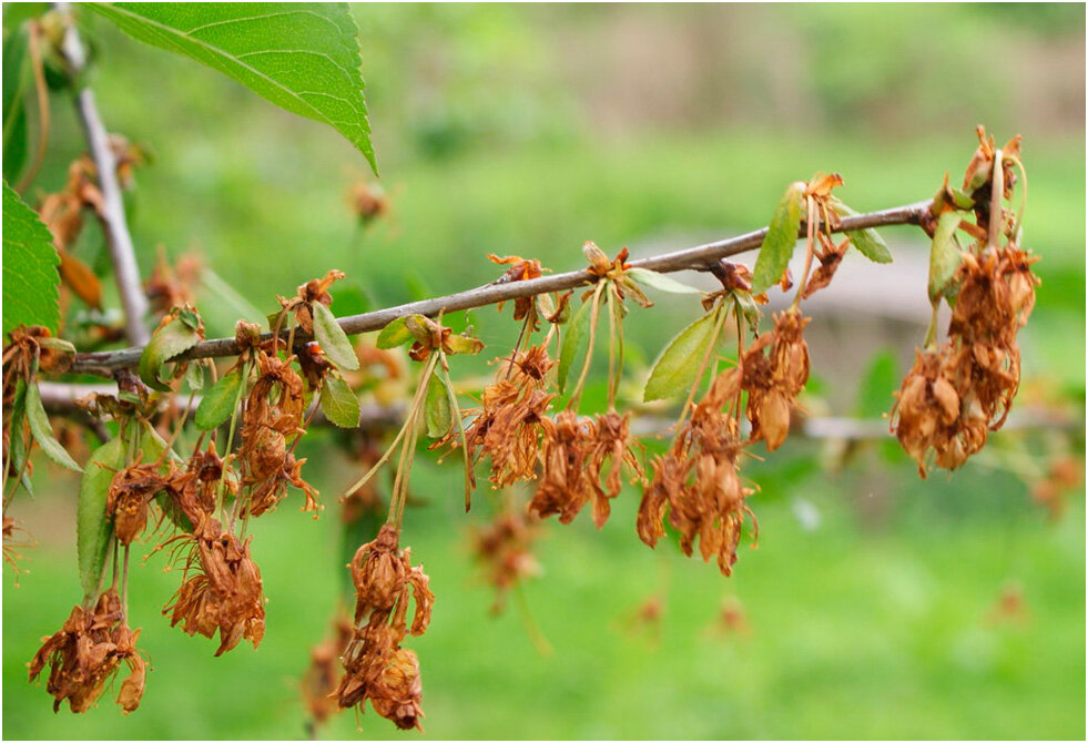 Вот такая грустная история