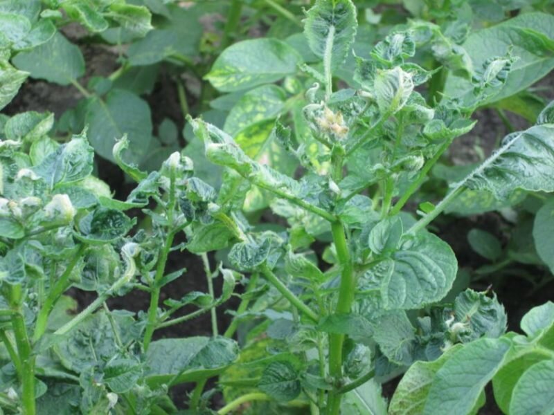 Скручивание листьев картофеля. Иллюстрация для статьи используется с сайта vosadu-li-vogorode.ru