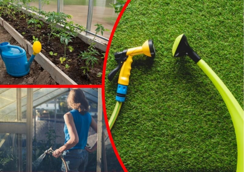 Полив томатов