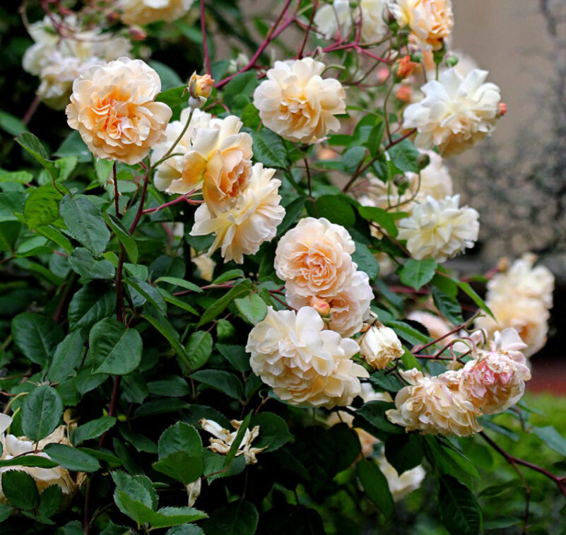 Роза Бафф бьюти