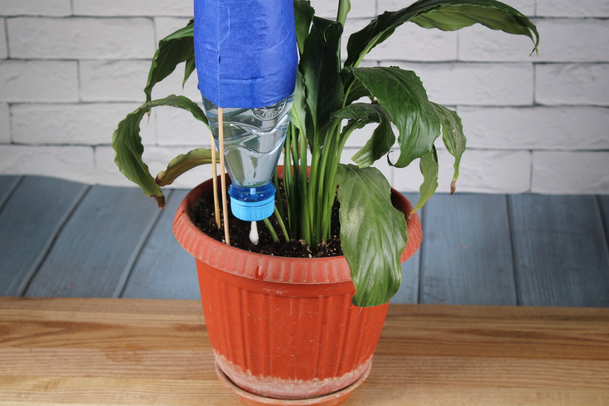 Удобрения для комнатных растений. Какие цветы как поливать. Поливы и подкормки комнатных растений. Фиалка узамбарская подкормка. Горшок для растений с поливом.