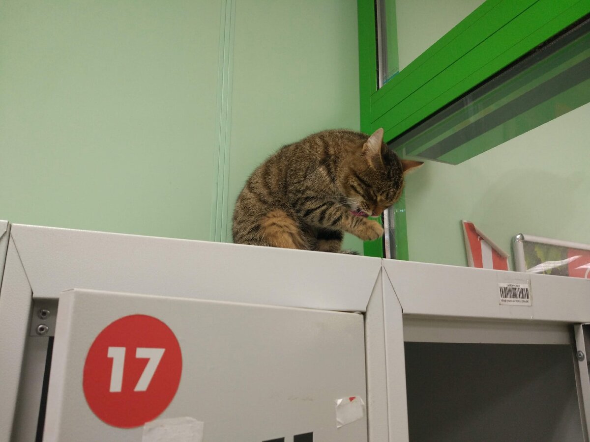 «Котикам тоже положен перерыв на обед». Фото: Анастасия Горбатова