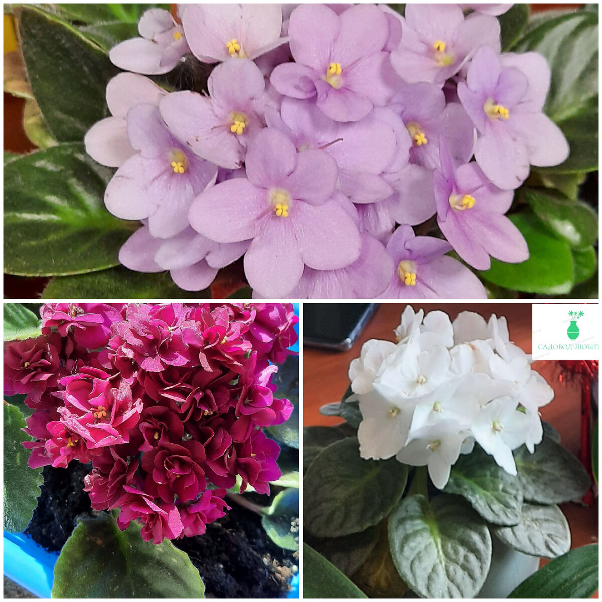 Мои фиалки.