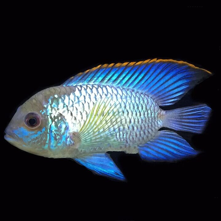 Нанакары аквариумные рыбки фото Наннакара неоновая (Nannacara Neon Blue) Рыбки Растения Аквариум Дзен