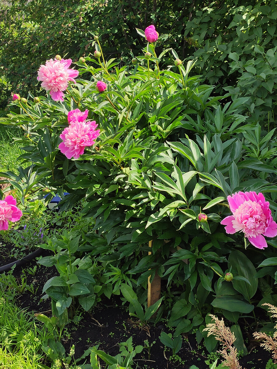 Розовый куст 