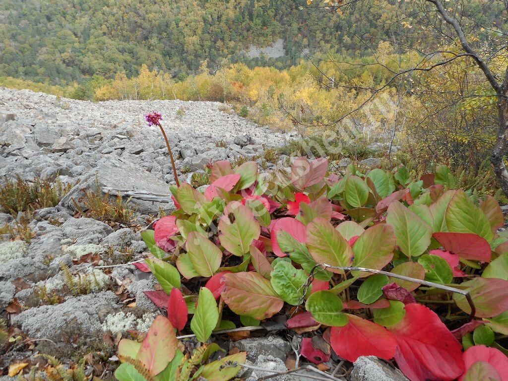 Бадан тихоокеанский фото