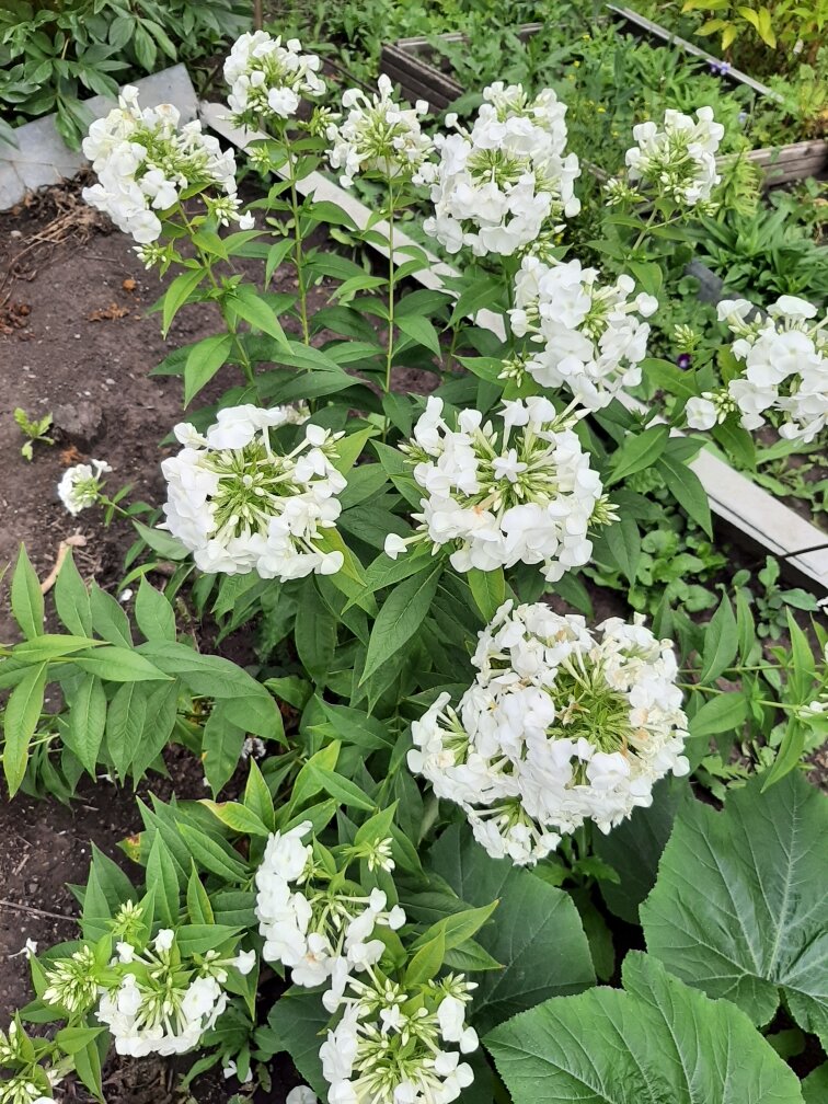 Моя прелесть