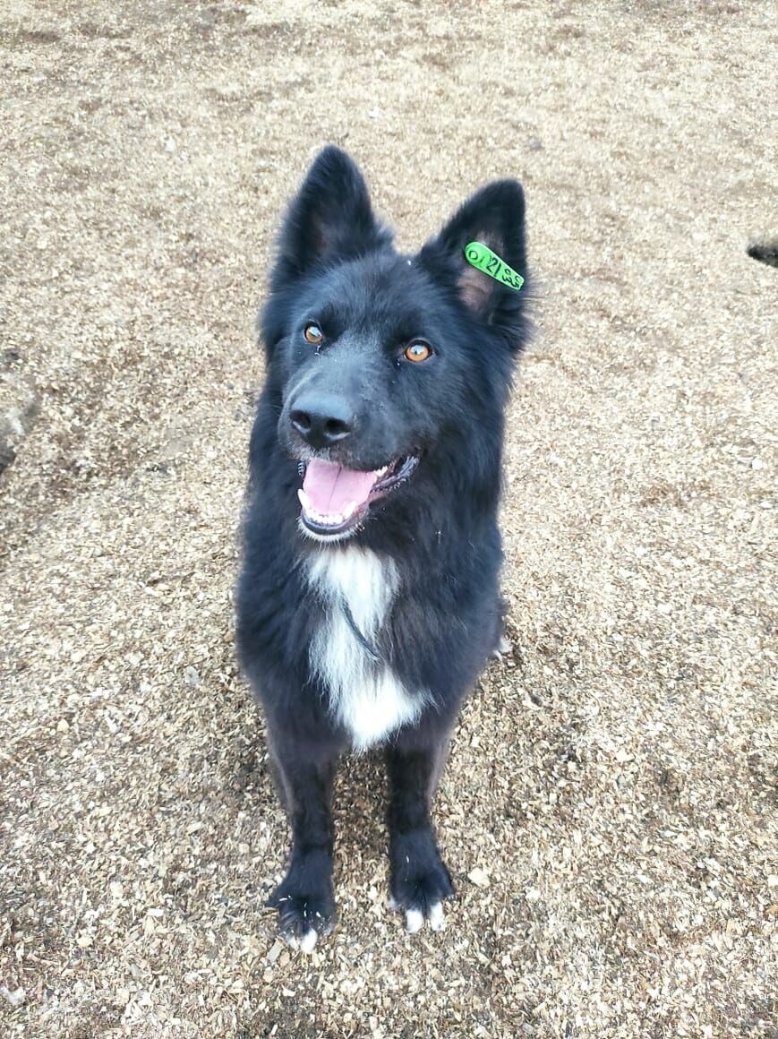 Вот такой добряк Черныш! Сложно пройти мимо такого красавца!