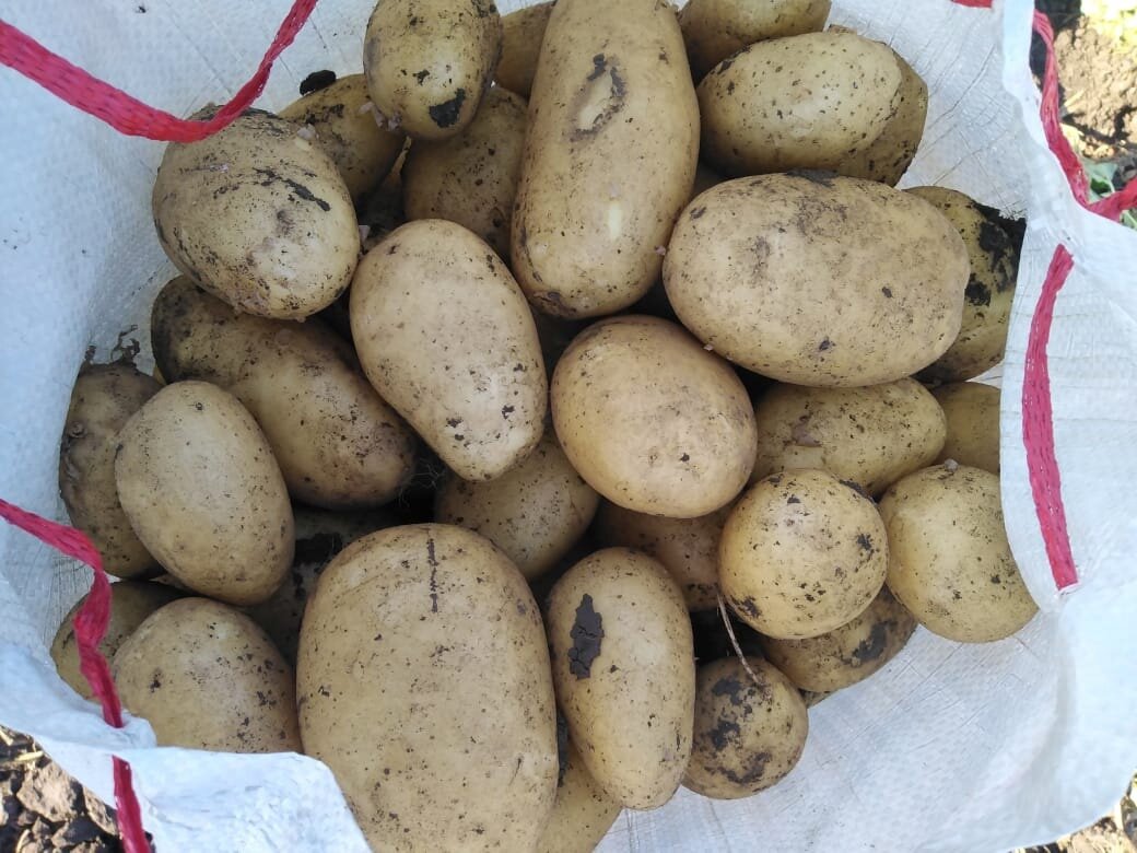 Урожай картошки