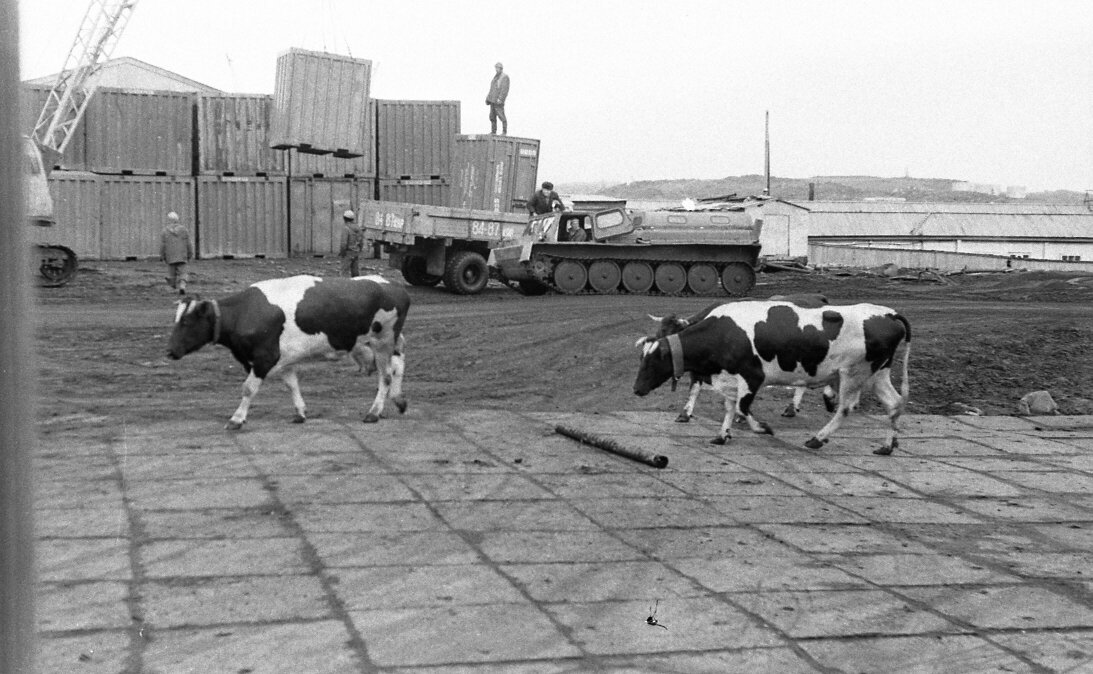 Полярников и военных холмогорские бурёнки исправно снабжали цельным молоком