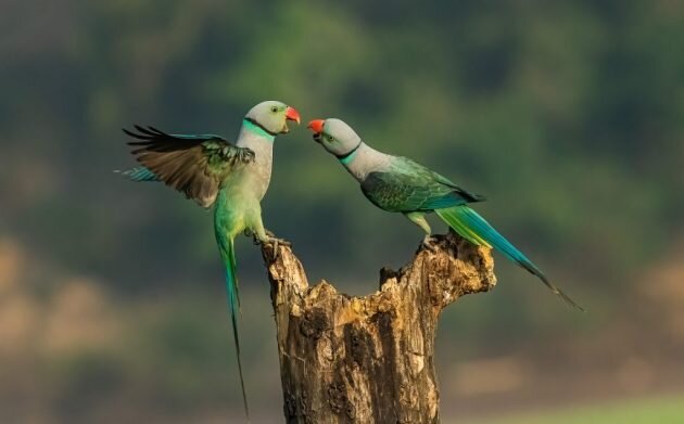 Фото: Achintya Murthy / Nature TTL📷
