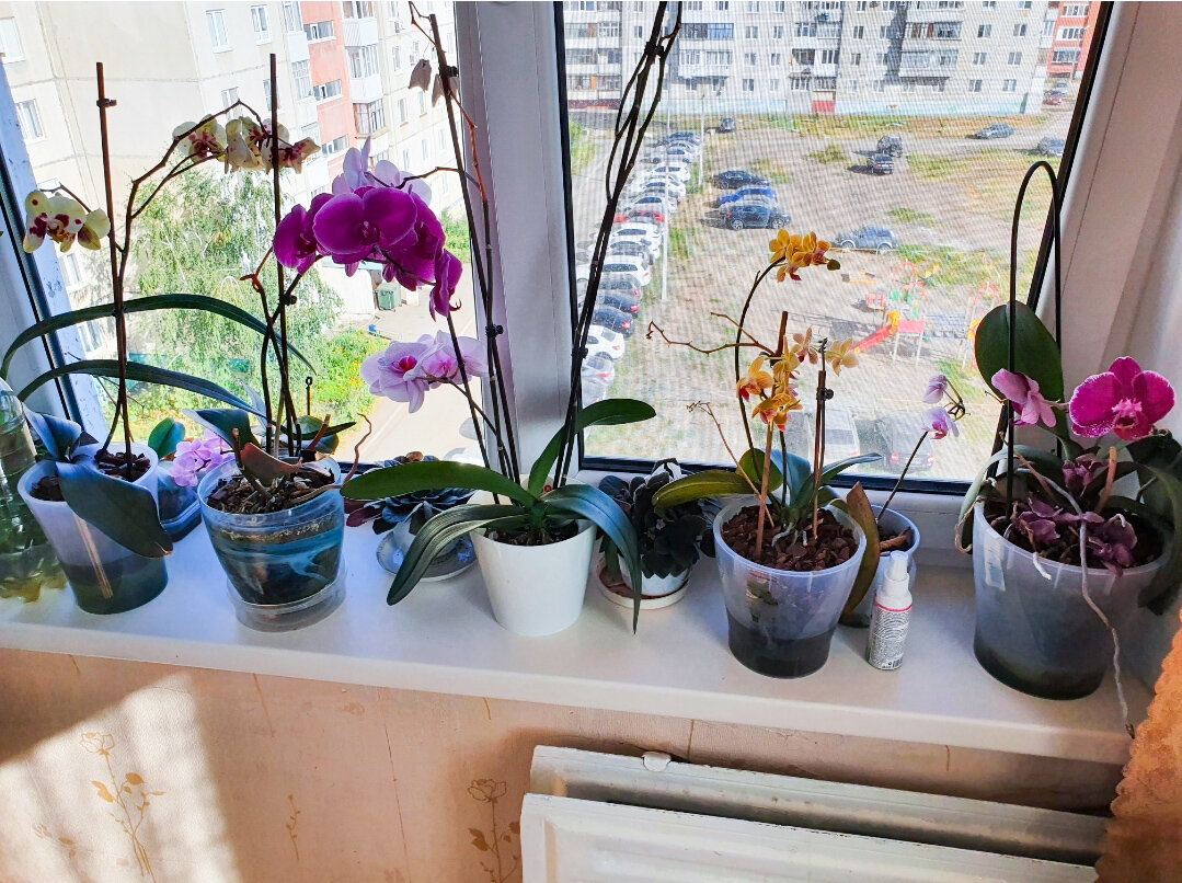Орхидейный подоконник у мамы дома