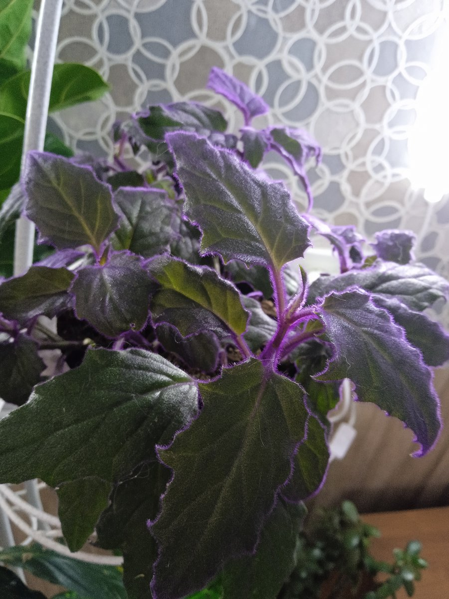 Гинура неприхотливая барышня, но нуждается в регулярной стрижке , иначе израстается и теряет фиолетовый окрас. 