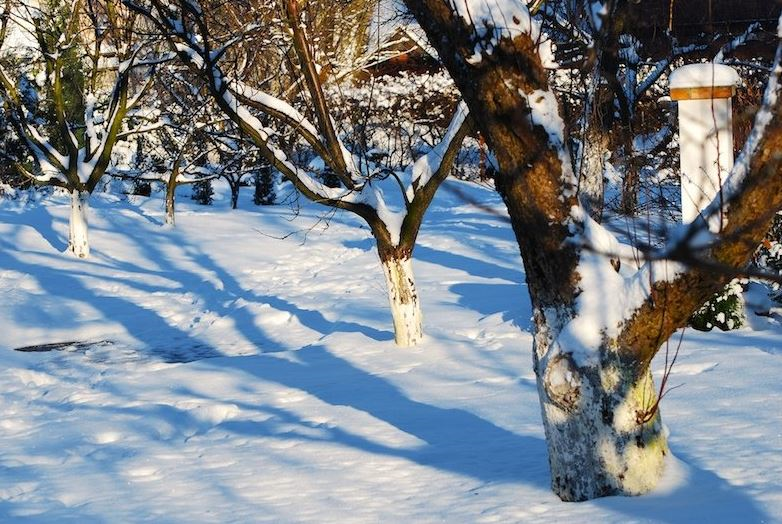 Этому саду со снегом повезло