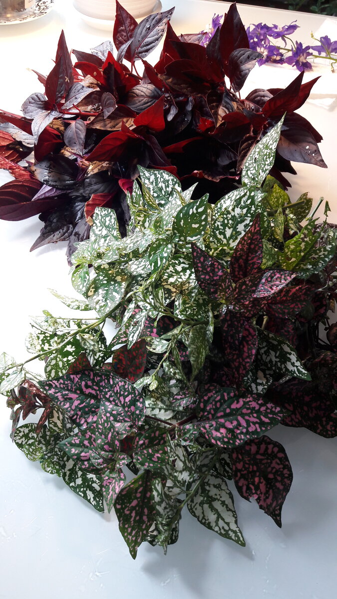 Гипоэстес и Ирезине