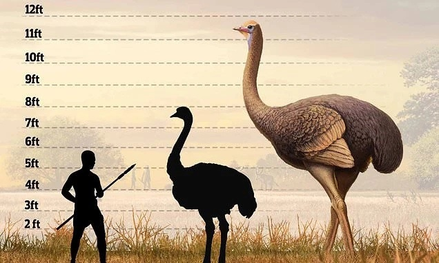 Максимальная оценка роста гигантского страуса – почти 3.5 метра. В последние годы выяснилось, что она была сильно завышена.