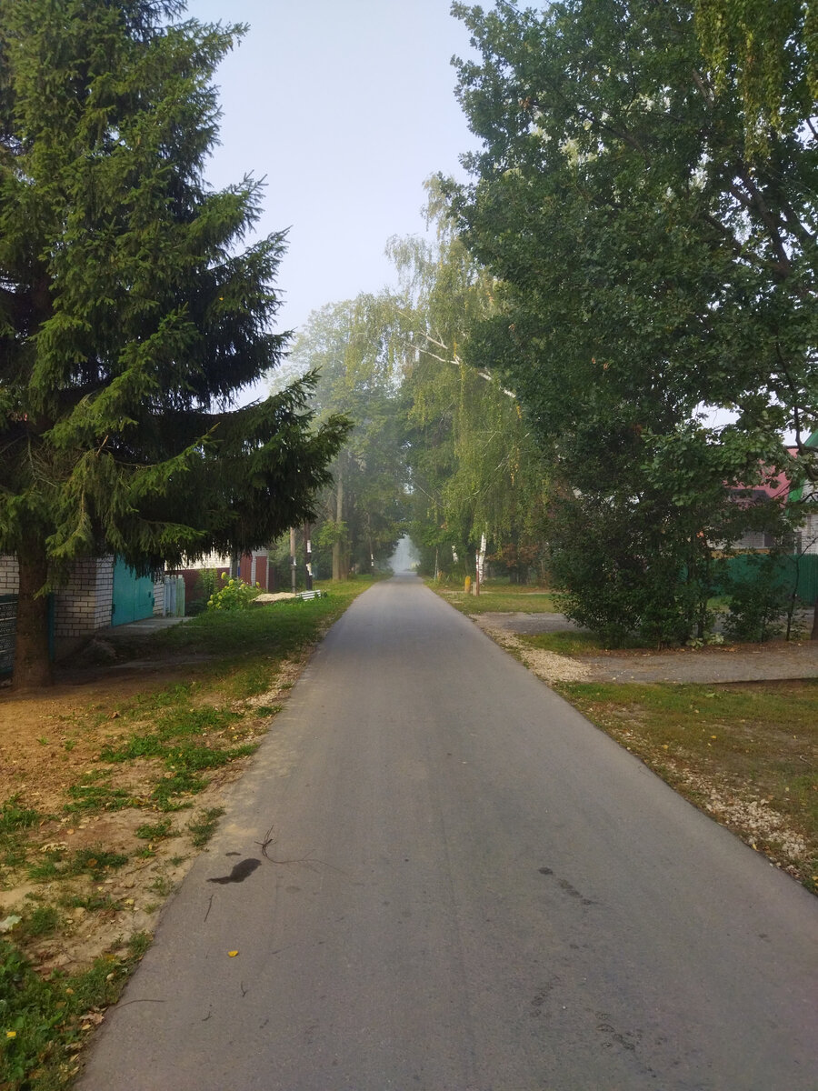 Улица моя. Туман. И ель готовится ко сну.